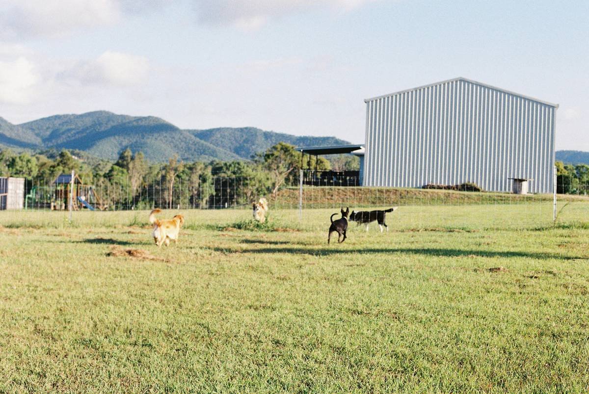 Dogs playing in a grassy field with a large building.