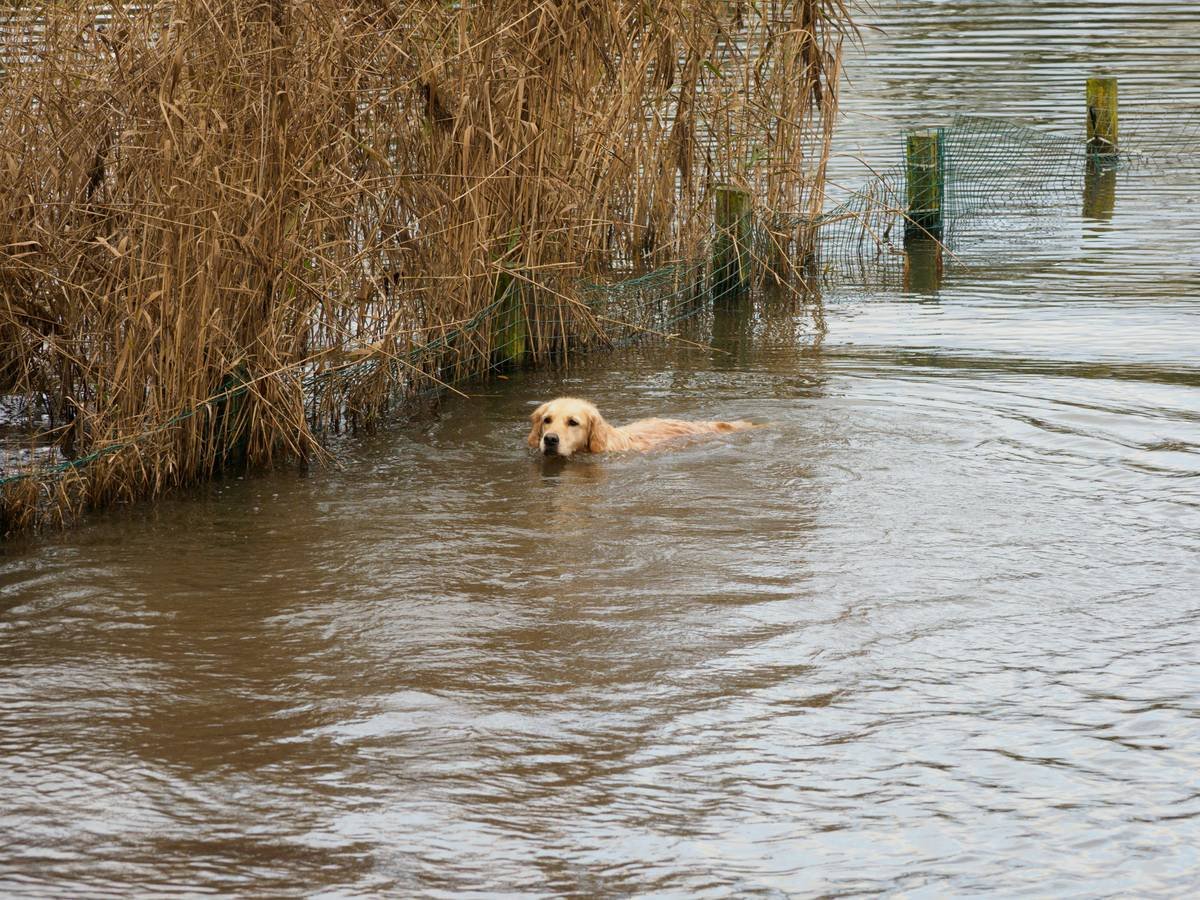 hampstead heath, london, ldn, dog, dogs, dogs swimming, water, pond, hampstead ponds, NW7,